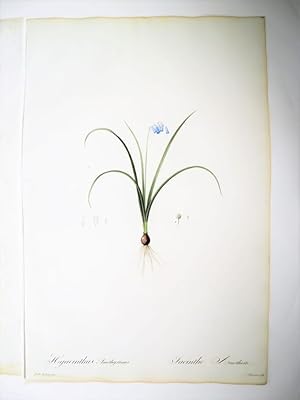 Hyacinthus Amethystinus. Jacinthe Améthyste. Gravure originale aquarellée issue de l'édition orig...
