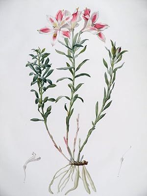 Alstroemeria Pelegrina. Famille des Narcisses. Gravure originale aquarellée issue de l'édition or...
