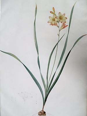 Gladiolus Lineatus. Glayeul Rayé. Gravure originale aquarellée issue de l'édition originale des L...