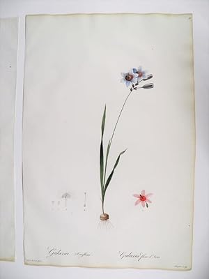 Galaxia Ixiaeflora. Galaxia Fleur d'Ixia. Gravure originale aquarellée issue de l'édition origina...