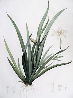 Moroea Iridioides. Morée Fausse-Iris. Gravure originale aquarellée issue de l'édition originale d...