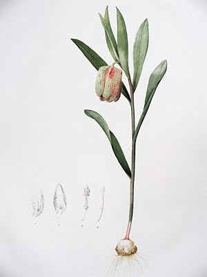 Fritillaria Latifolia. Fritillaire à Large Feuille. Gravure originale aquarellée issue de l'éditi...