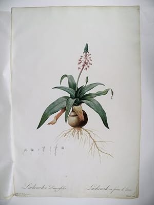 Lachenalia Lanceaefolia. Lanchenale en Forme de Lance. Gravure originale aquarellée issue de l'éd...