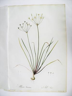 Allium Striatum. Ail Strié. Gravure originale aquarellée issue de l'édition originale des Liliacé...
