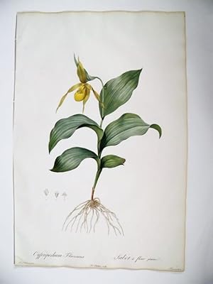 Cypripedium Flavescens. Sabot à Fleur Jaune. Gravure originale aquarellée issue de l'édition orig...