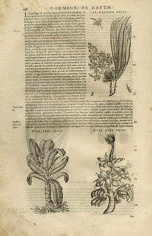 Antique Print-Botany-Palmtree-Dades-Banana plant-Mattioli-p. 148-Anonymous-1572
