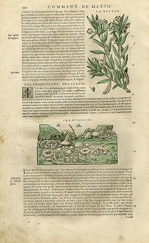 Antique Print-Mushroom-Rhododendron-Periwinkle-Mattioli-p. 592-Anonymous-1572