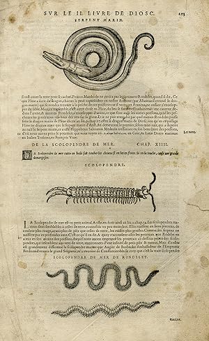 Antique Print-Sea snake-Centipede-Stingray-Mattioli-p. 203-Anonymous-1572