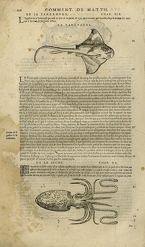 Antique Print-Electric ray-Squid-Seasnail-Mattioli-p. 210-Anonymous-1572