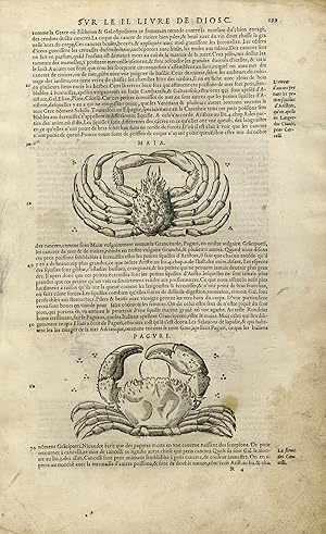 Antique Print-Marine life-Hermit Crab-Scorpion-Mattioli-p. 199-Anonymous-1572