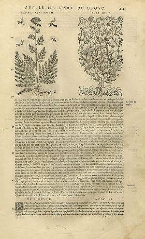 Antique Print-Botany-Fennel-Comfrey-Privet-Mattioli-p. 425-Anonymous-1572
