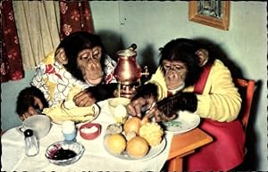 Ansichtskarte / Postkarte Schimpansen in Kleidung am Tisch, Frühstück