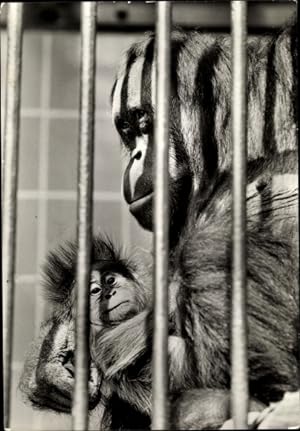 Ansichtskarte / Postkarte Orang Utan mit Jungtier in einem Käfig im Zoo
