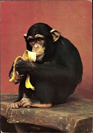 Ansichtskarte / Postkarte Jylland Dänemark, Mini Zoo, Schimpanse Alfredo