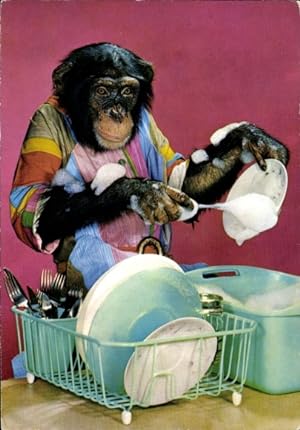 Ansichtskarte / Postkarte Vermenschlichter Schimpanse wäscht Geschirr ab