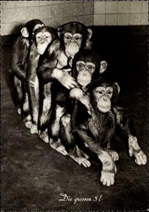 Ansichtskarte / Postkarte Die großen 5, Schimpansen im Zoogehege