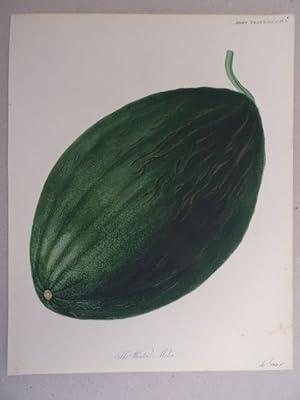 Bild des Verkufers fr The Winter Melon. Kolorierter Kupferstich aus: Transactions of the Horticultural Society of London. Band 3. Um 1825. 27 x 21,5 cm. zum Verkauf von Antiquariat Daniel Schramm e.K.