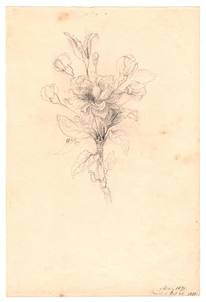 Seller image for Mary Priscilla Wilson Smith Pencil Flower Study 1871 for sale by James Arsenault & Company, ABAA