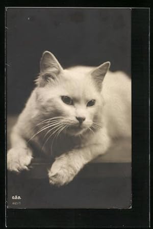 Bild des Verkufers fr Ansichtskarte Liegende weisse Katze auf einem Tisch zum Verkauf von Bartko-Reher