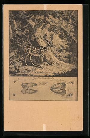 Bild des Verkufers fr Knstler-Ansichtskarte Damhirsch im Wald, Zeichnung seiner Spuren zum Verkauf von Bartko-Reher