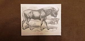Immagine del venditore per Lo gnu nel 1895 Connochaetes Genere di mammiferi ungulati Famiglia dei Bovidae venduto da LIBRERIA IL TEMPO CHE FU