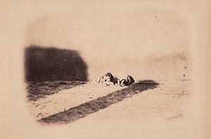 France Chateau du Bouchet sleeping dogs Study from Nature Old Photo 1862 #2