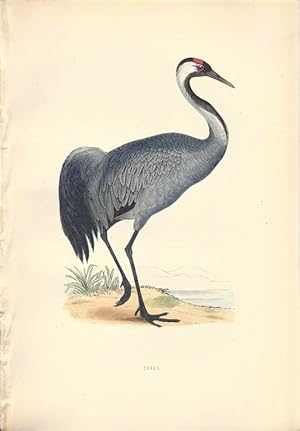 "Crane," Original Hand-Colored Lithograph from A HISTORY OF BRITISH BIRDS