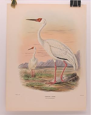"Siberian Crane (Grus Leucogeranus), Original Hand-Colored Lithograph from A HISTORY OF THE BIRDS...
