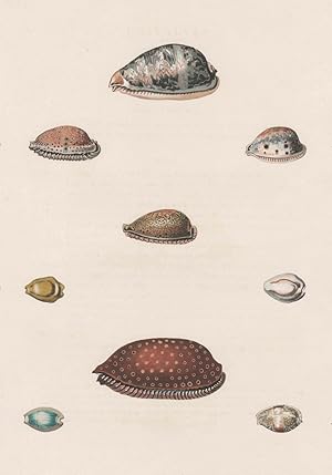 Muscheln, George Perry, Conchology, or, The natural history of shells, Muscheln. - George Perry. ...