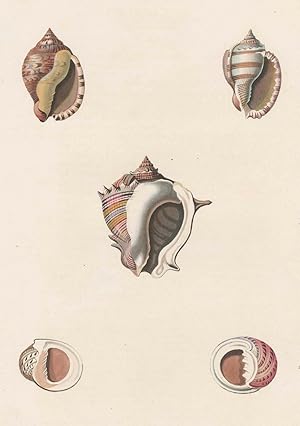 Muscheln, George Perry, Conchology, or, The natural history of shells, Muscheln. - George Perry. ...