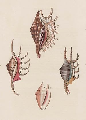 Muscheln, George Perry, Conchology, or, The natural history of shells, Muscheln. - George Perry. ...