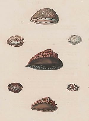 Muscheln, George Perry, Conchology, or, The natural history of shells, Muscheln. - George Perry. ...