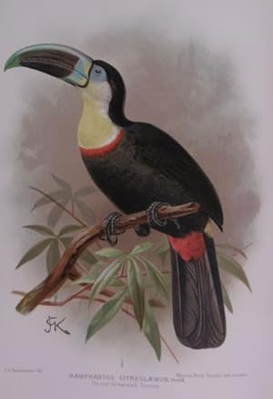 A flying trip to the tropics. A record of an ornithological visit to the United States of Colombi...
