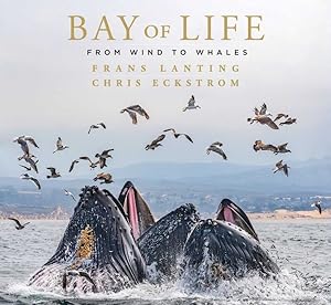 Seller image for Bay of Life : From Wind to Whales for sale by GreatBookPrices