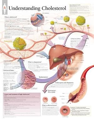 Seller image for Understanding Cholesterol Paper Poster (Paperback) for sale by Grand Eagle Retail