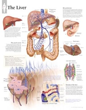 Seller image for Liver Paper Poster (Paperback) for sale by Grand Eagle Retail