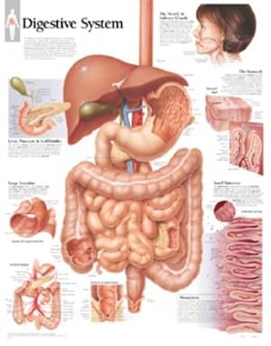 Image du vendeur pour Digestive System Paper Poster mis en vente par Grand Eagle Retail