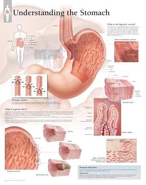 Seller image for Understanding Stomach Chart: Wall Chart (Hardcover) for sale by Grand Eagle Retail