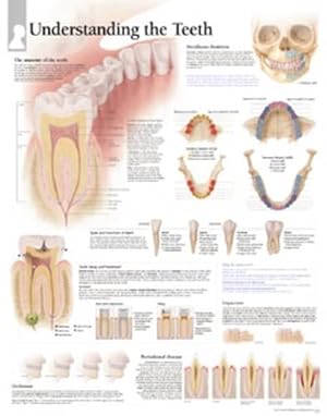 Seller image for Understanding the Teeth Paper Poster (Paperback) for sale by Grand Eagle Retail