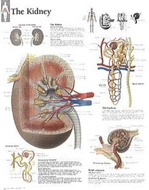 Seller image for Kidney Paper Poster (Paperback) for sale by Grand Eagle Retail