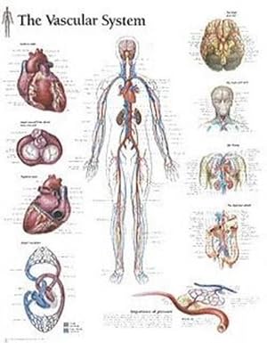 Imagen del vendedor de Vascular System Paper Poster (Paperback) a la venta por Grand Eagle Retail