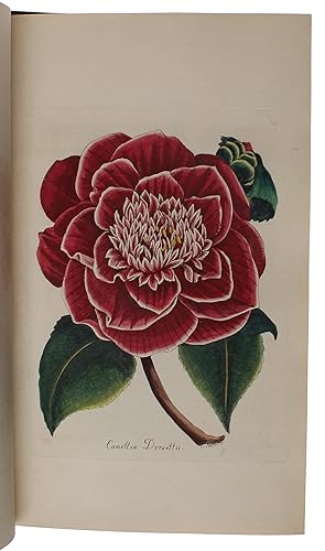 (Blomster-Museum eller colorerede Afbildninger af de skjönneste Blomster og Siirplanter, med tyds...