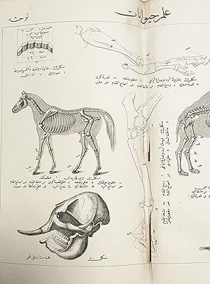 Image du vendeur pour SCIENCE IN THE OTTOMAN WORLD: Ilm-i hayvanat ve nebatat [The Knowledge of Animals and Plants] mis en vente par Antiquariat Dasa Pahor GbR