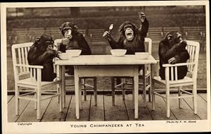Ansichtskarte / Postkarte Young Chimpanzees at Tea, vermenschlichte Schimpansen