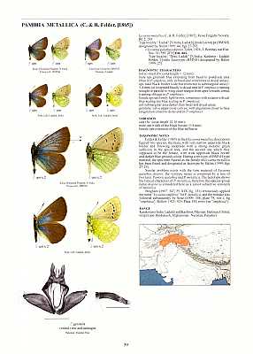 Guide to the Butterflies of the Palearctic Region: Lycaenidae Part V, Subfamily Polyommatinae, ...