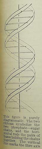 Bild des Verkufers fr NATURE. A Weekly Journal of Science. The six milestone papers on the structure of DNA zum Verkauf von Voewood Rare Books. ABA. ILAB. PBFA