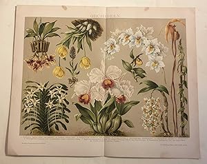 Orchids (1894 Colour Lithograph Flowers Botany Print)