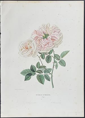 Imagen del vendedor de Rose a la venta por Trillium Antique Prints & Rare Books