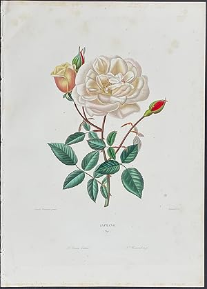 Imagen del vendedor de Rose a la venta por Trillium Antique Prints & Rare Books