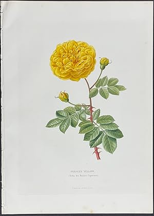 Imagen del vendedor de Rose a la venta por Trillium Antique Prints & Rare Books